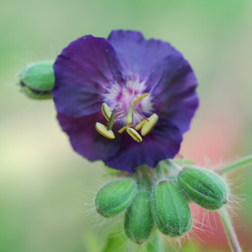 Geranium phaeum 'Raven'